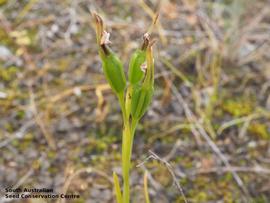   Fruits:   Diurus paulistris ; Photo by South Australian Seed Conservation Centre, used with permission
